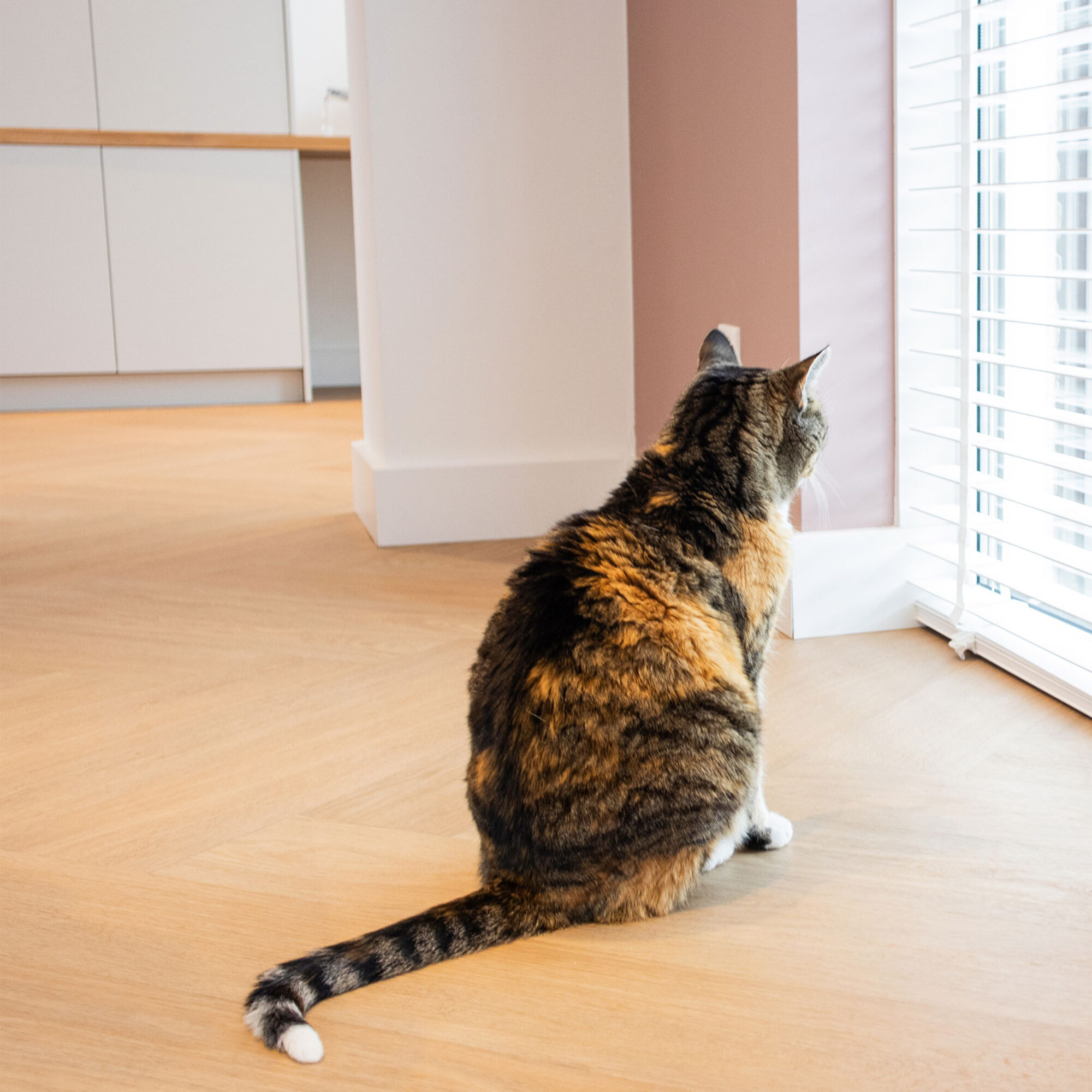 Kat op vivafloors walvisgraat vloer