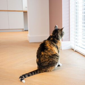 Kat op vivafloors walvisgraat vloer