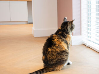 Kat op vivafloors walvisgraat vloer