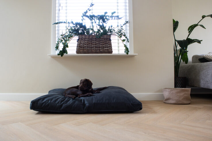 Klein hondje op een donker kussen in een lichte woonkamer met een visgraat vloer en een plantenmand op de vensterbank.
