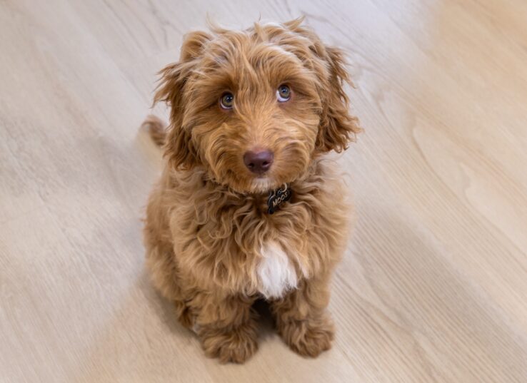 Een hond die op een lichte eiken PVC-vloer zit.